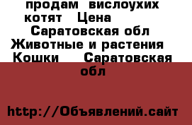 продам  вислоухих котят › Цена ­ 2 500 - Саратовская обл. Животные и растения » Кошки   . Саратовская обл.